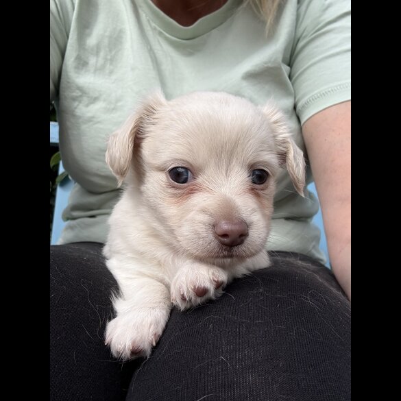 Chiweenie - Both
