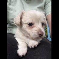 Chiweenie - Both