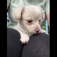 Chiweenie - Both