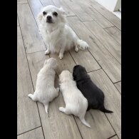 Chiweenie - Both