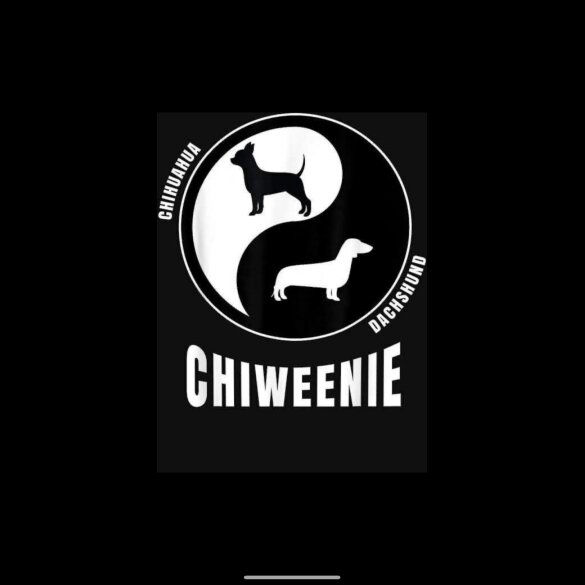 Chiweenie - Both