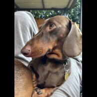 Dachshund (Smooth Haired)