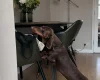 Dachshund (Smooth Haired)