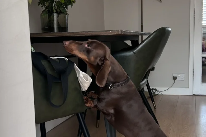 Dachshund (Smooth Haired)
