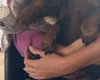 Dachshund (Smooth Haired)