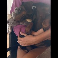 Dachshund (Smooth Haired)
