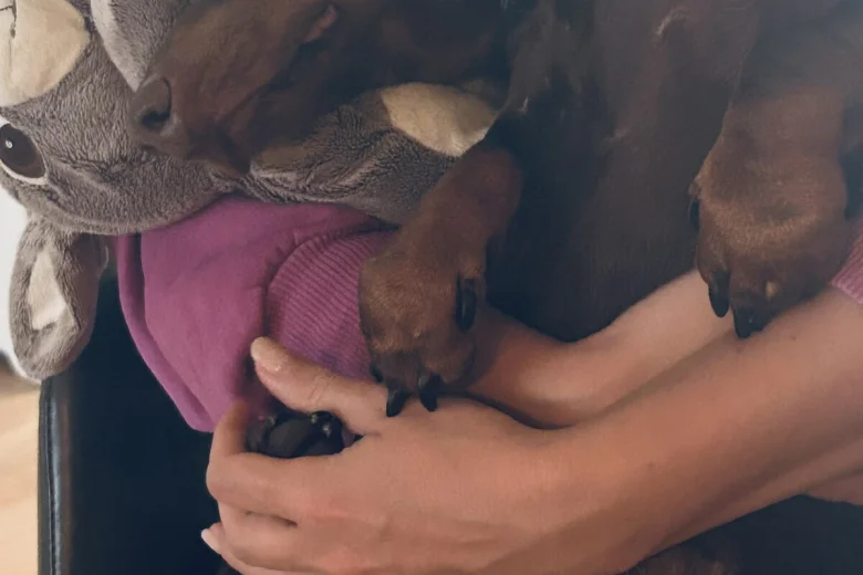 Dachshund (Smooth Haired)