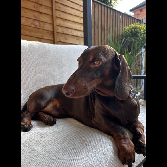 Dachshund (Smooth Haired)