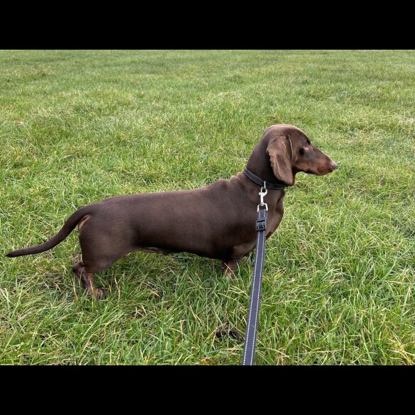 Dachshund (Smooth Haired)