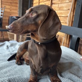 Dachshund (Smooth Haired)