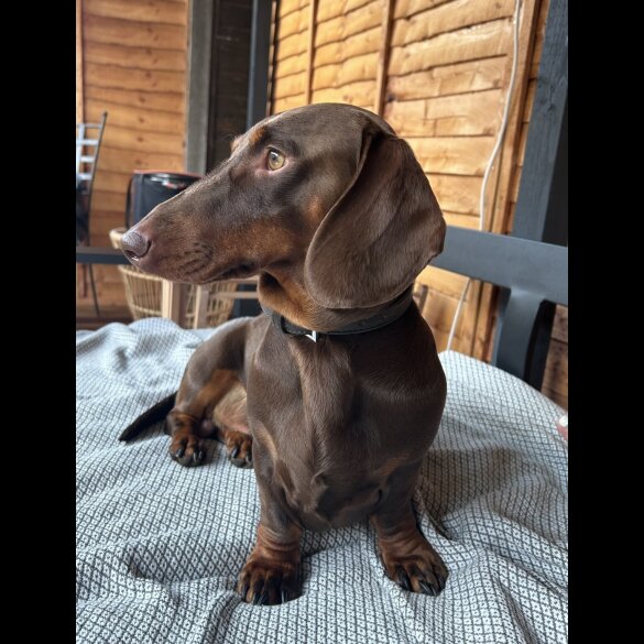 Dachshund (Smooth Haired)
