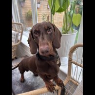 Dachshund (Smooth Haired)
