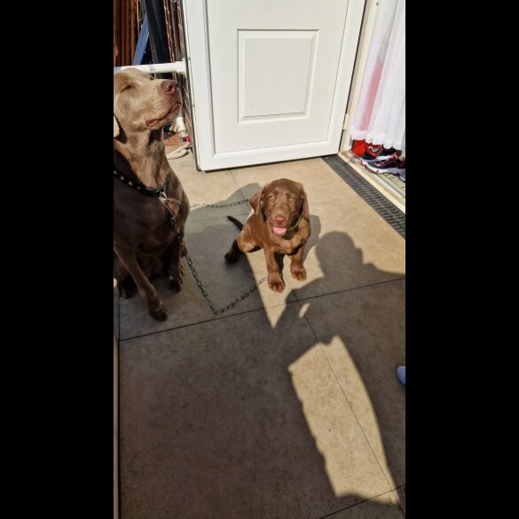 Labrador Retriever - Both