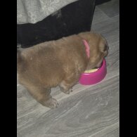 Chow Chow - Both