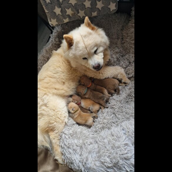 Chow Chow - Both