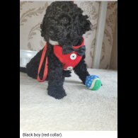 Cockapoo - Both