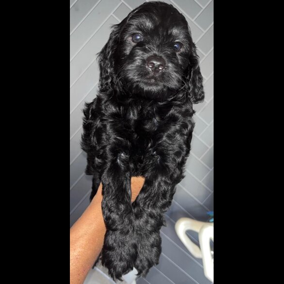 Cockapoo - Both