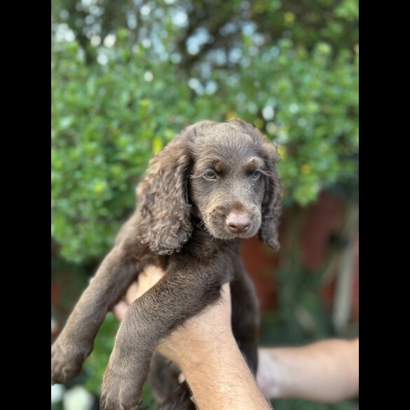 Cockapoo - Both