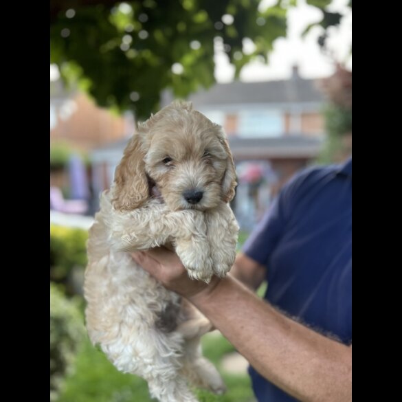 Cockapoo - Both
