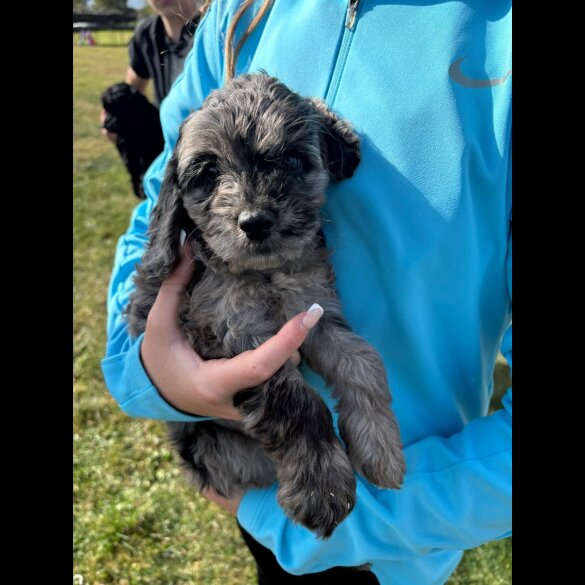 Cockapoo - Both