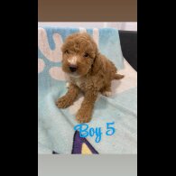 Cockapoo - Both