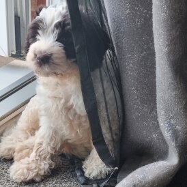 Cockapoo - Both