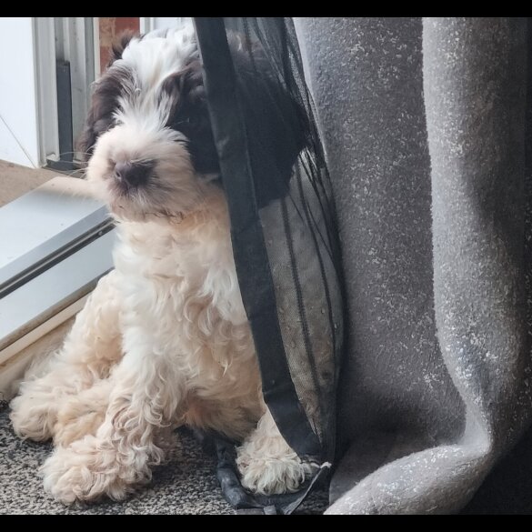 Cockapoo - Both