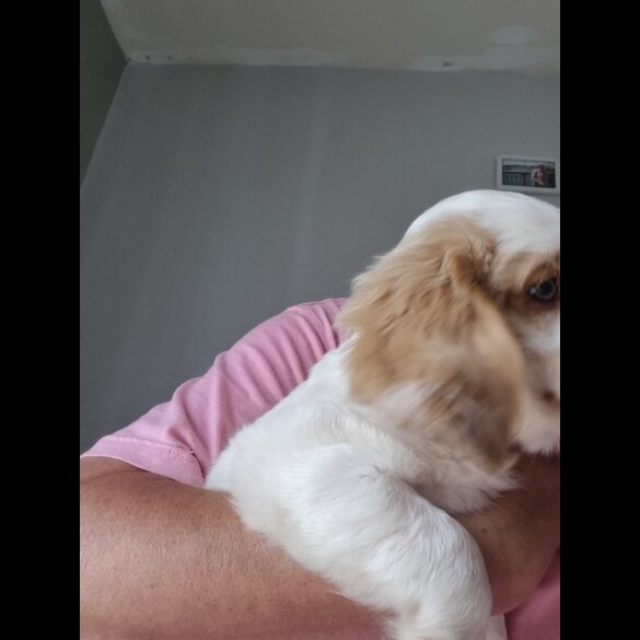 Cockapoo - Both