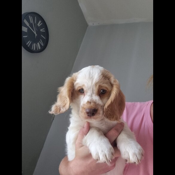 Cockapoo - Both