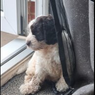 Cockapoo - Both