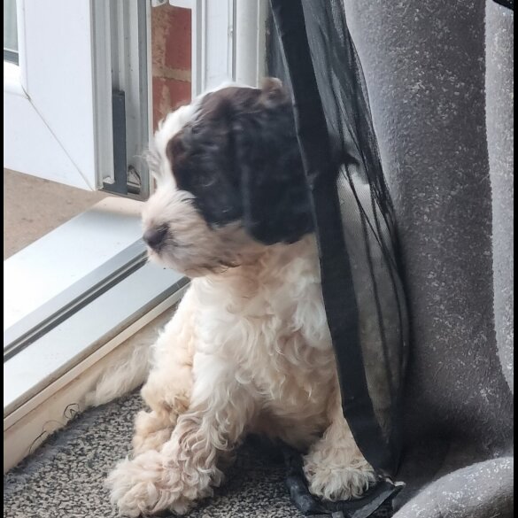 Cockapoo - Both
