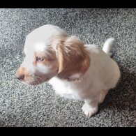 Cockapoo - Both