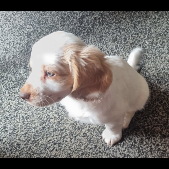 Cockapoo - Both