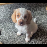 Cockapoo - Both