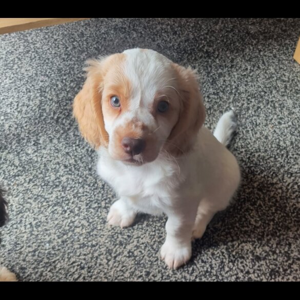 Cockapoo - Both