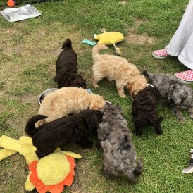Cockapoo - Both