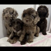 Cockapoo - Both