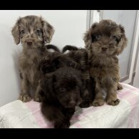 Cockapoo - Both