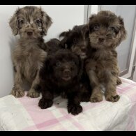 Cockapoo - Both