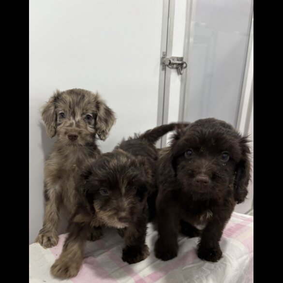 Cockapoo - Both