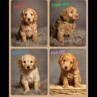 Cockapoo - Both