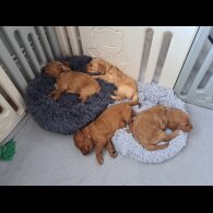 Cockapoo - Both