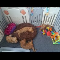 Cockapoo - Both
