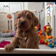 Cockapoo - Both