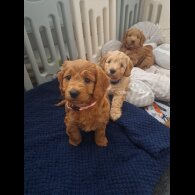 Cockapoo - Both