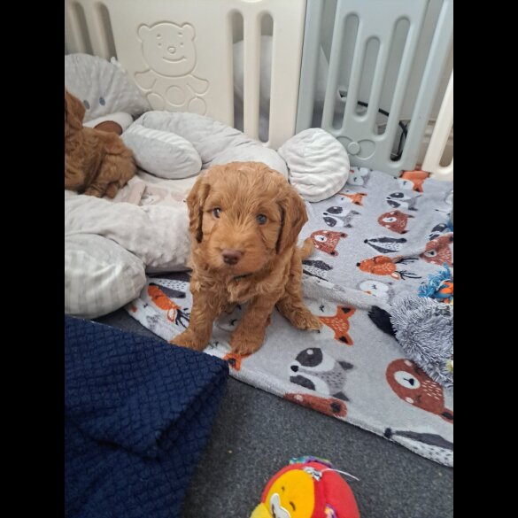 Cockapoo - Both