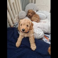 Cockapoo - Both