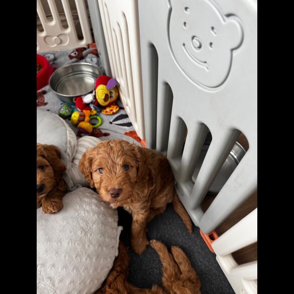 Cockapoo - Both