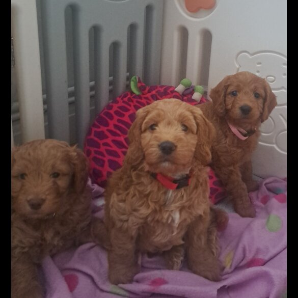 Cockapoo - Both