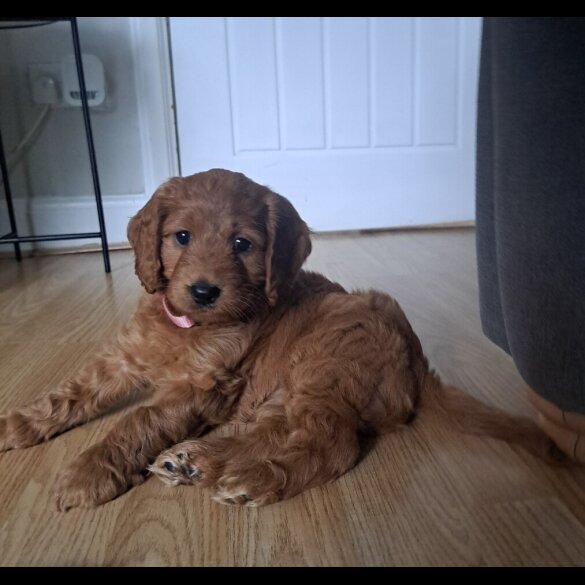 Cockapoo - Both